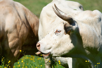 cow eating grass