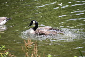 Gans im Wasser