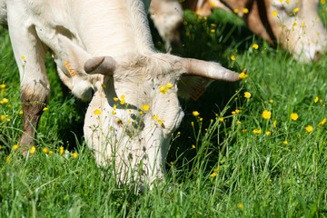 cow eating grass