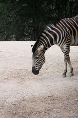 Fototapeta na wymiar Zebra im Wildpark