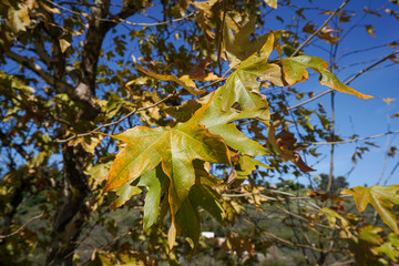 yellow leaves of California sycamore

