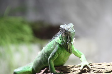 Grüner Leguan