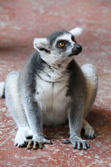 Katte Nahaufnahme Lemur Affe