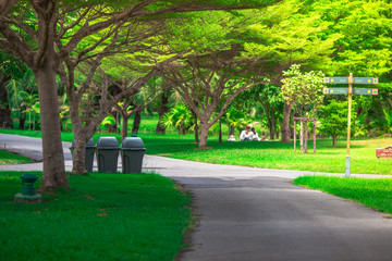 The natural background of the trunks of trees planted in the park, with blurred winds, fresh air and coolness.