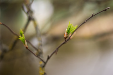 young spring leaves and buds of trees
