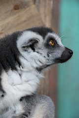 Katte Nahaufnahme Lemur Affe