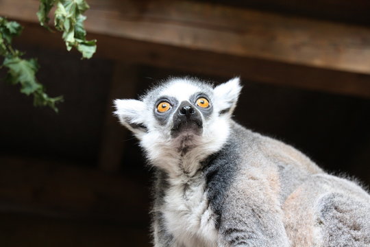 Katte Nahaufnahme Lemur Affe