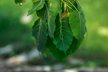 The natural background of the trunks of trees planted in the park, with blurred winds, fresh air and coolness.