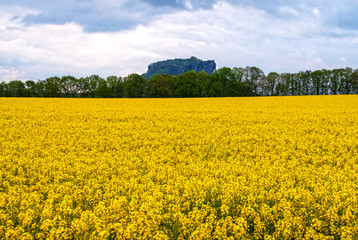 Felsen der Sächsischen Schweiz mit Rapsfeld und Wald