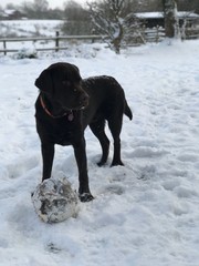 Brown Labrador, Snow