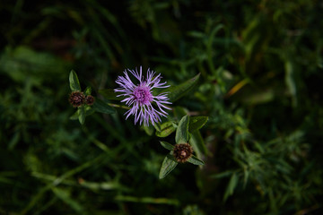 purple flower
