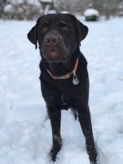 Labrador, Snow bellen, Ball