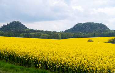 Felsen der Sächsischen Schweiz mit Rapsfeld und Wald