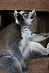 Katte Nahaufnahme Lemur Affe