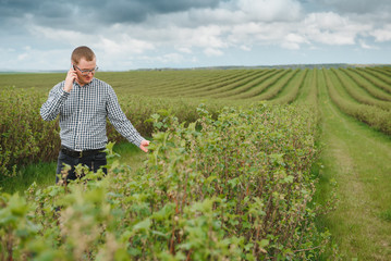 Fototapeta premium young farmer with a tablet on a currant field. Fruit and berry farming. The farmer inspects the currant crop. Agribusiness concept.