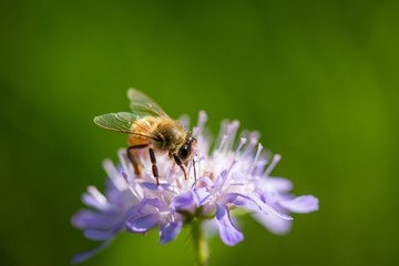 Bee on a spring flower collecting pollen and nectar