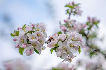 Obraz premium Bumblebee on apple blossom, pollination closeup, spring photography