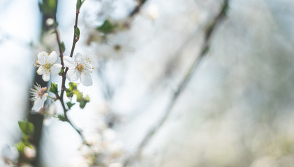 Tree cherry blossom with blurred background, spring bokeh photography, april concept banner