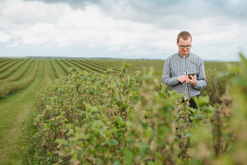 young farmer inspects currant field. The concept of fruit and berry farming