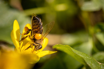 Bee on a spring flower collecting pollen and nectar