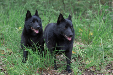 black dogs are sitting in green grass