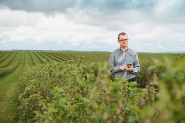 young farmer inspects currant field. The concept of fruit and berry farming