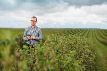 young farmer inspects currant field. The concept of fruit and berry farming