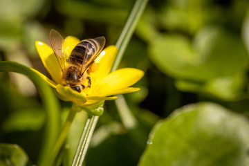 Bee on a spring flower collecting pollen and nectar