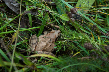 frog in the grass