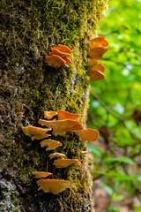 Schmetterlings-Tramete Trametes versicolor Baumpilz Makro Nahaufnahme orange Sauerland Bestwig Wasserfall Deutschland Parasit Laubbaum Moos Stamm Rosetten Konsolen ungenießbar Polyporaceae © ON-Photography