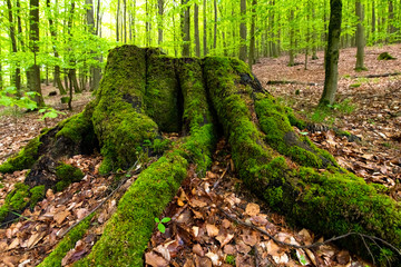 Wurzel Buche Fagus Baum Stumpf Moos grün Wald Bruchhauser Steine Sauerland Nationales Geotop Natur...
