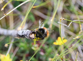 Bombus monticola, the bilberry bumblebee, blaeberry bumblebee or mountain bumblebee