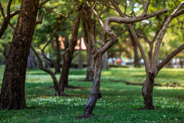 Close-up view of the various plants planted in the park,for the beauty of the spectators,fresh and comfortable,while resting during the day