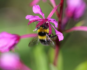 Bombus bohemicus, also known as the gypsy's cuckoo bumblebee