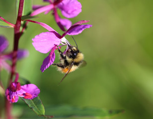 Bombus monticola, the bilberry bumblebee, blaeberry bumblebee or mountain bumblebee