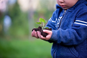 Child's hands holding plant with soil