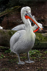 Dalmatian pelican. Latin name - Pelecanus crispus	