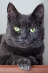 Close up portrait of shorthair cat of bluish gray color, with green eyes. Blurred background. Impressive harsh and severe animal look. Pets in our home. Selective focus, indoors, copy space.