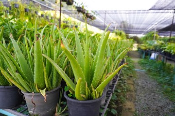 Aloe vera plant in the garden, Aloe vera is a herb used for medicine