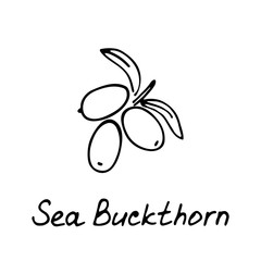 Hand drawn sea buckthorn logo for print and web. Berry icon and raspberry inscription. Vector illustration.