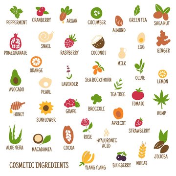 Hand-drawn plants flowers herbs fruits vegetables, oils. Cosmetic ingredients set. Vector collection of icons