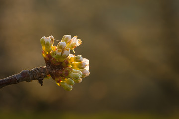 Buds and flowers at a cherry tree branch
