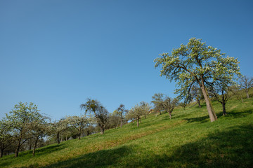 Fototapeta premium Fruit trees on green meadow and blue sky