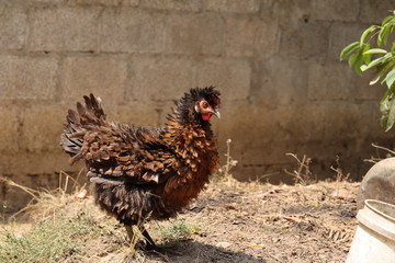 rooster in the farm
