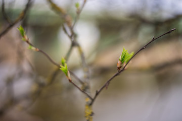 young spring leaves and buds of trees
