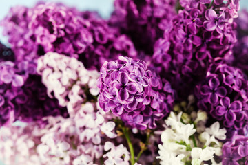 Obraz premium Bouquet of lilac flowers in three colors