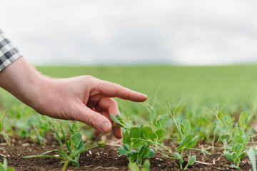 Farmer is studying the development of vegetable peas. Farmer is caring for green peas in field. The concept of agriculture. Farmer examines young pea shoots in a cultivated agricultural area.