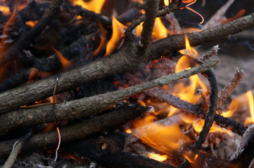 pinetree campfire on the mountain