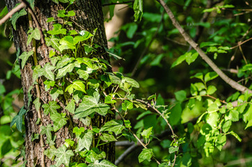 Spring thick forest on Fruska Gora Mountain