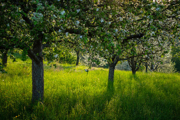Fototapeta na wymiar Fruit tree meadow in spring